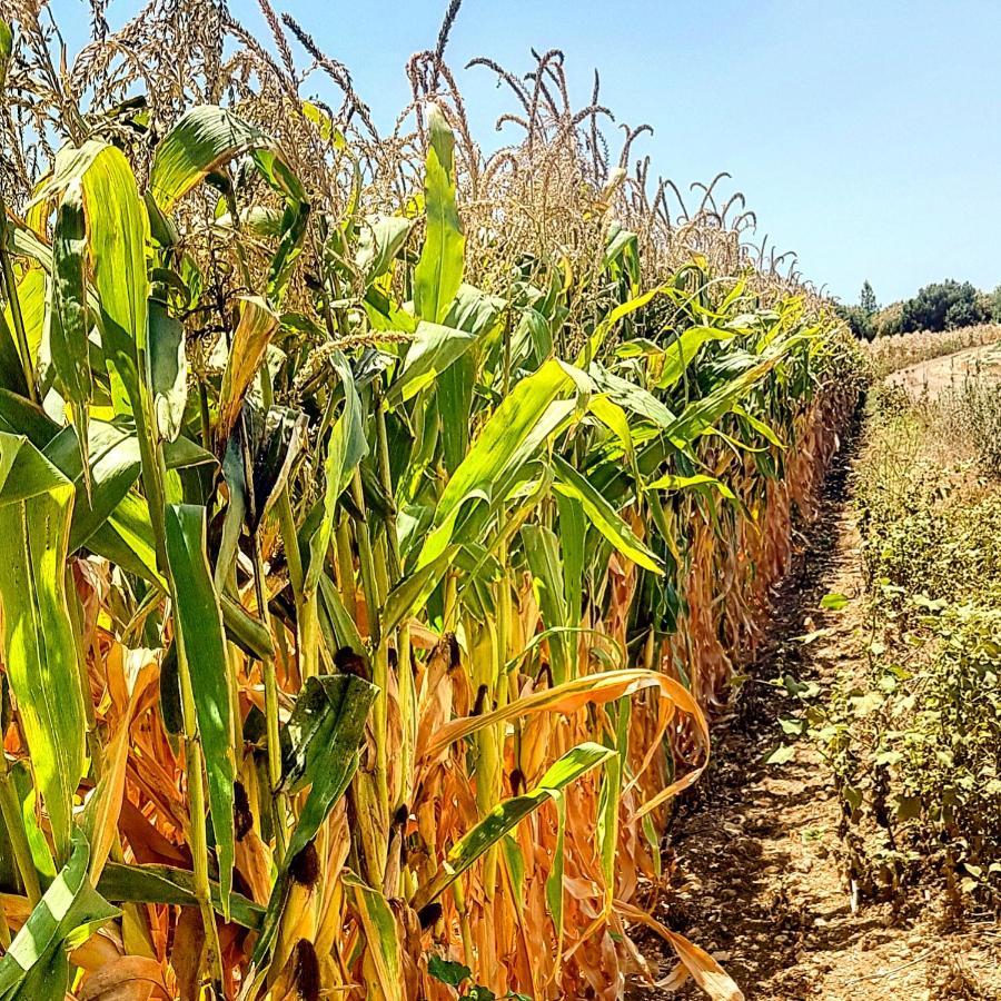 مبيت وإفطار Kibbutz Nachshon المظهر الخارجي الصورة