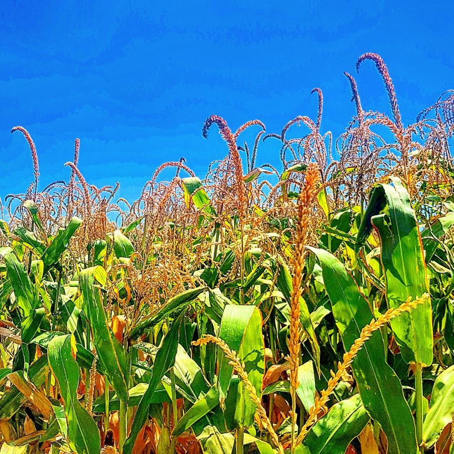 مبيت وإفطار Kibbutz Nachshon المظهر الخارجي الصورة