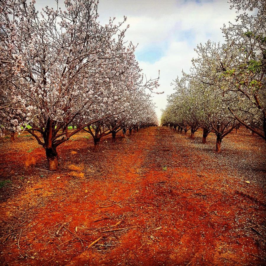 مبيت وإفطار Kibbutz Nachshon المظهر الخارجي الصورة