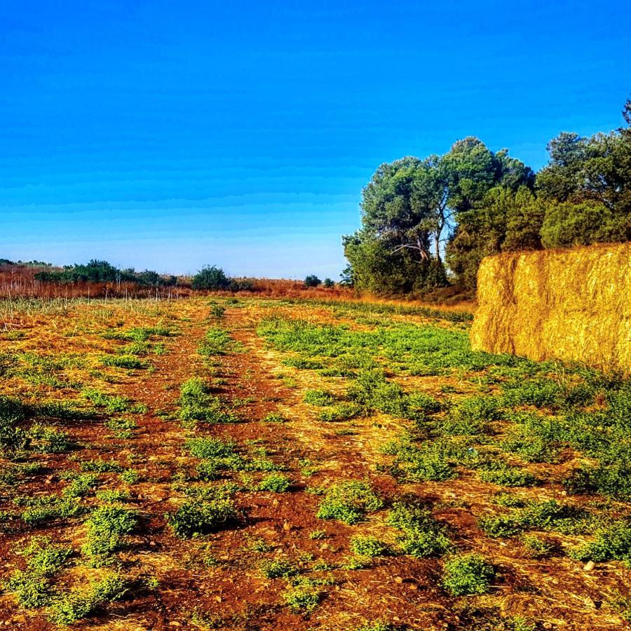 مبيت وإفطار Kibbutz Nachshon المظهر الخارجي الصورة