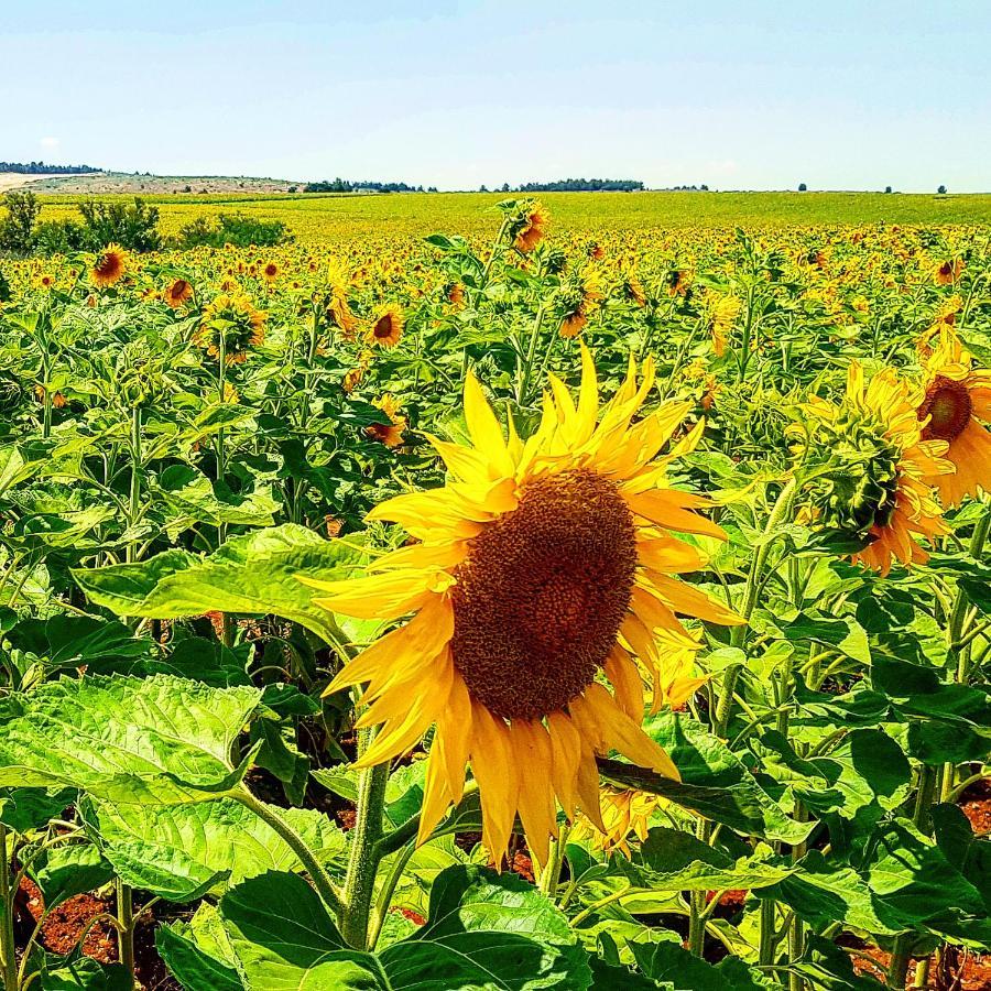 مبيت وإفطار Kibbutz Nachshon المظهر الخارجي الصورة