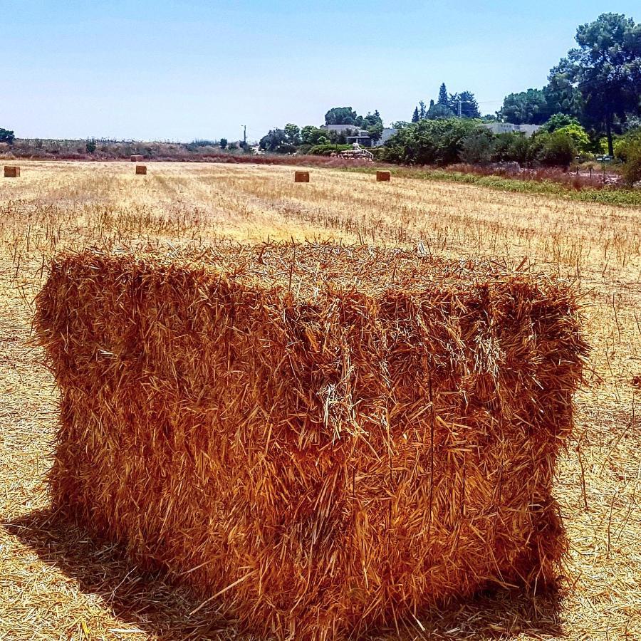 مبيت وإفطار Kibbutz Nachshon المظهر الخارجي الصورة